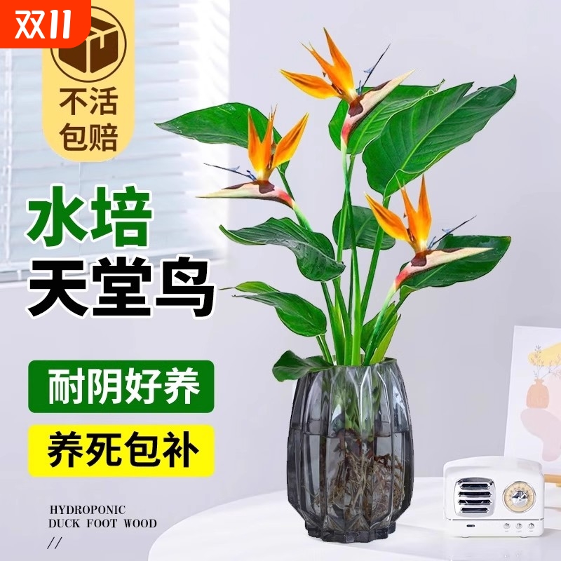 天堂鸟水培植物花卉室内客厅无土水培绿萝盆栽龟背竹好养观叶绿植