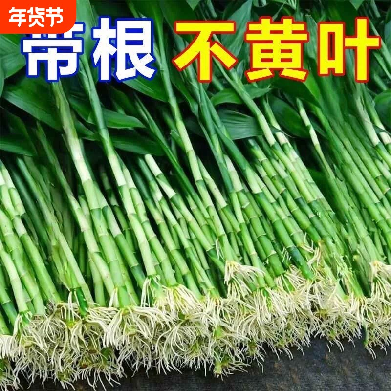 粗杆带根富贵竹水培植物花水养客厅土养富贵竹粗竹绿植转运竹好养