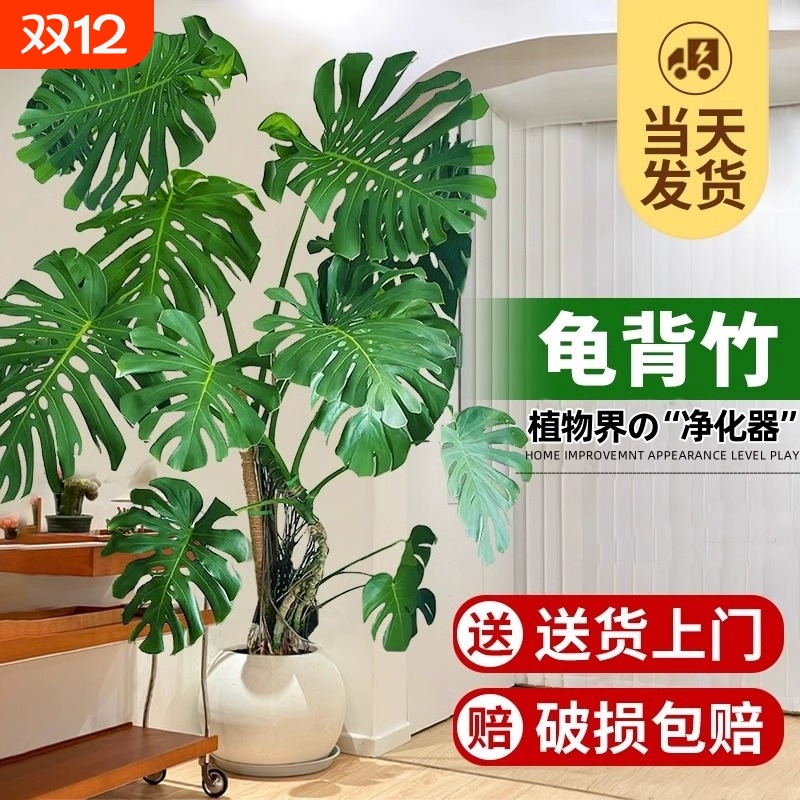 龟背竹大盆栽室内外客厅大叶老桩四季常青净化空气吸甲醛大型绿植