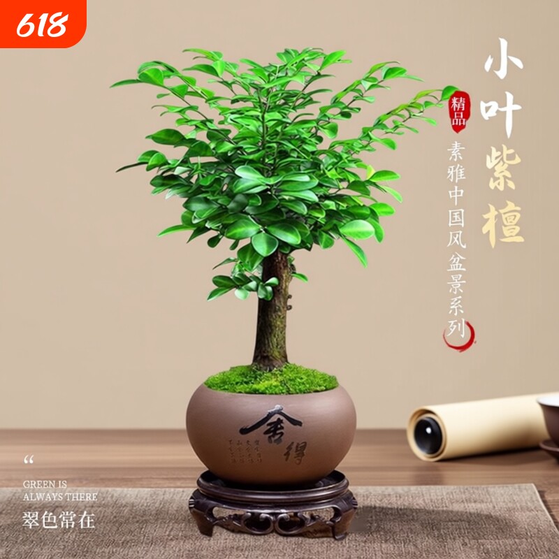 正宗小叶紫檀盆景老桩大赤楠盆栽绿植物办公室内花卉四季好养树苗