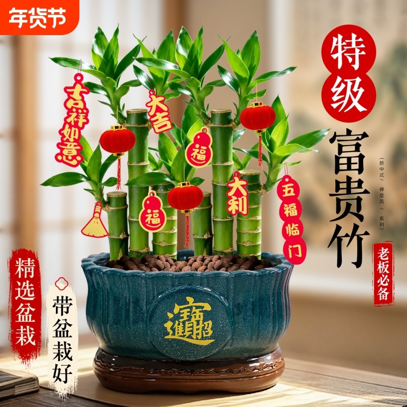特级步步高富贵竹大盆栽年宵旺宅绿植物客厅招财桌面摆件转运盆景