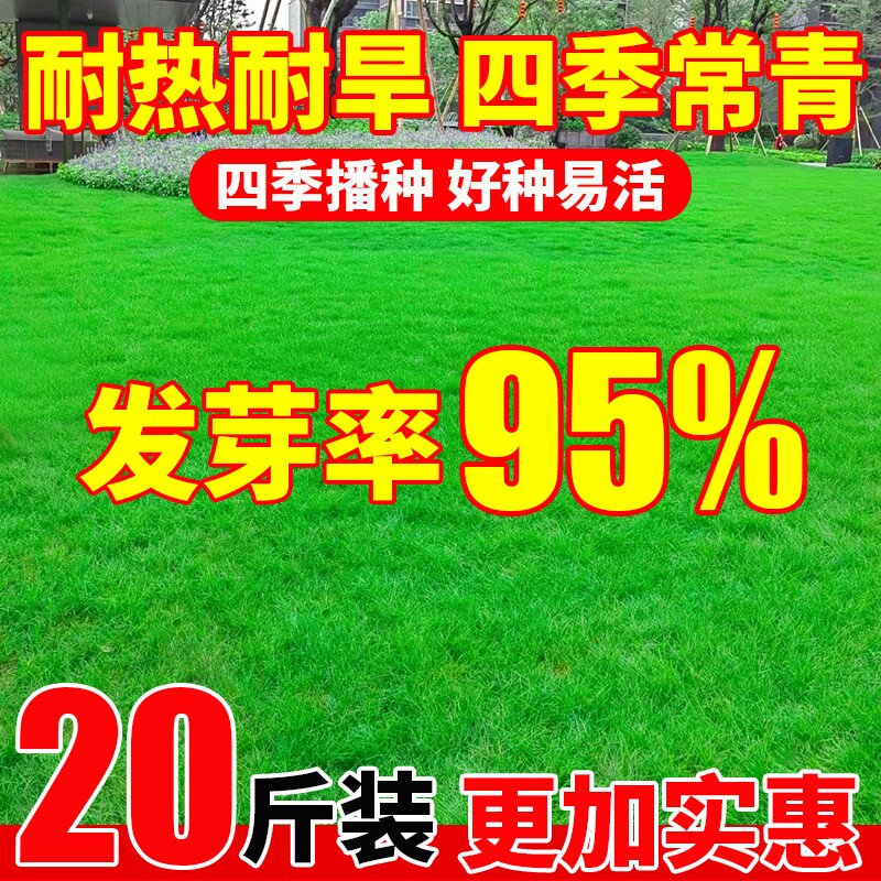 草坪草籽四季常青矮生庭院地毯草护坡固土狗牙根高羊茅绿化草种子