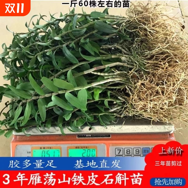 新鲜树苗 铁皮石斛苗1斤 室内绿植种植石斛苗 办公桌盆景可食用