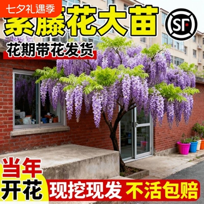 紫藤花树苗爬藤植物紫藤萝阳台四季盆栽庭院老桩花卉开花带花造景