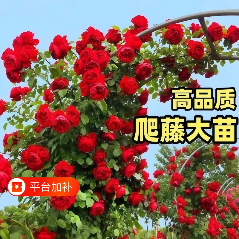 藤本月季花苗特大花浓香庭院植物室内盆栽玫瑰爬藤蔷薇四季开花卉