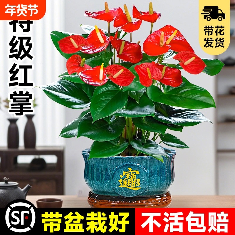 大盆特级红掌盆栽花卉植物室内绿植鸿运当头四季开花好养中式盆景