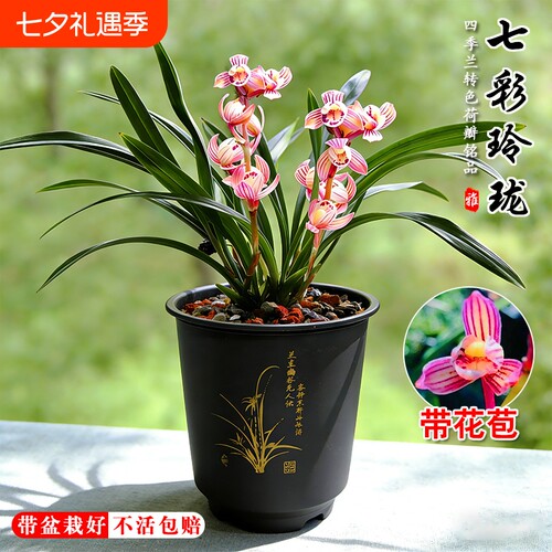 建兰荷瓣七彩玲珑四季兰花苗现带花苞室内好养浓香味花卉绿植盆栽