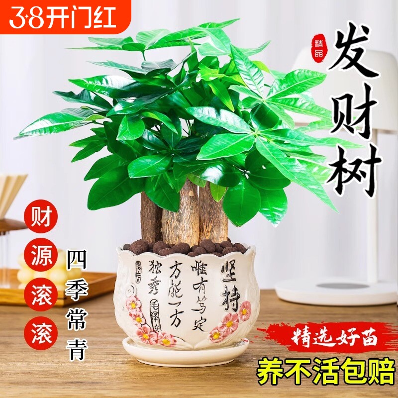 发财树小盆栽绿植盆景水培植物室内桌面绿萝文竹四季好养花卉招财