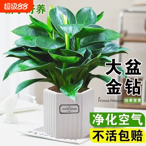 大金钻盆栽水培植物室内绿萝箩绿植多肉大叶植物除甲醛客厅办公室