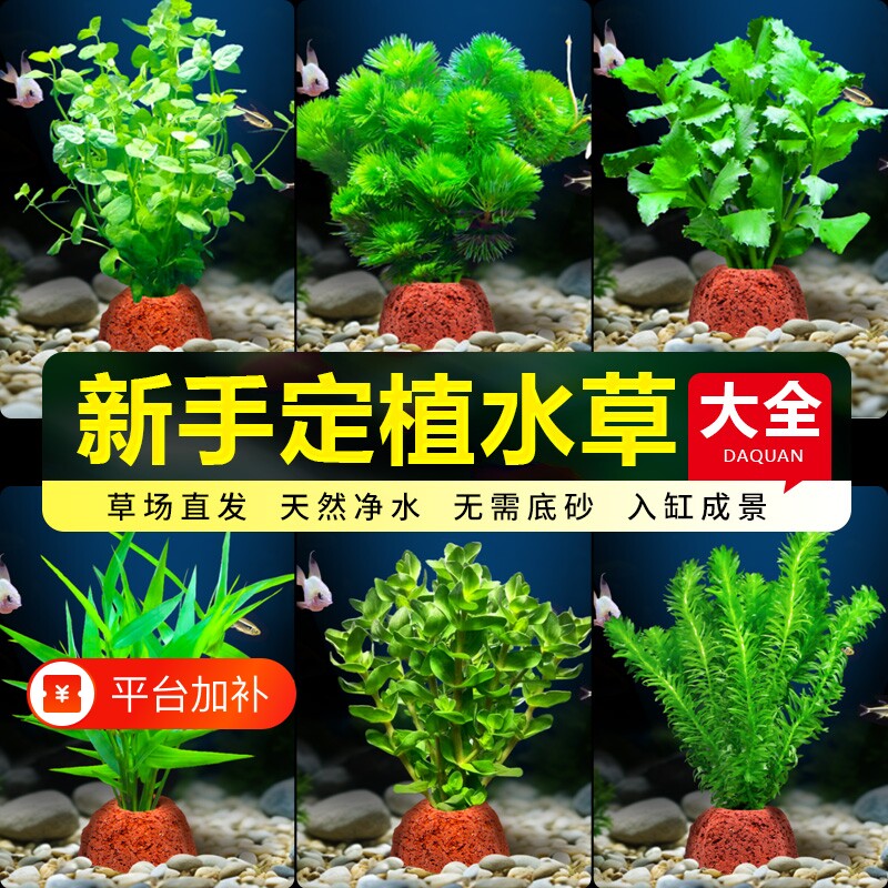 鱼缸生态水草植物火山石蜈蚣草全套真草绿菊水榕水草造景净化水质