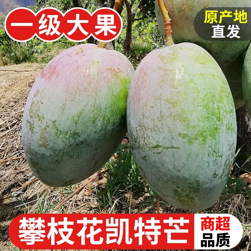 四川攀枝花凯特芒果新鲜水果现摘当季整箱包邮特大青皮大果 - 实物图