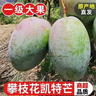 四川攀枝花凯特芒果新鲜水果现摘当季整箱包邮特大青皮大果