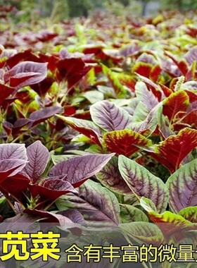 苋菜种籽大全红苋菜种子秧苗四季冬汉菜蔬菜阳台种植盆栽孔雀大叶