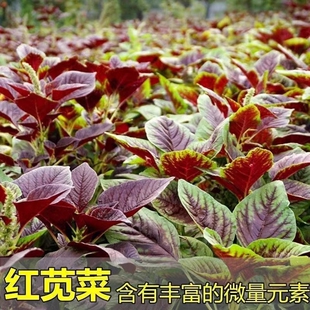 苋菜种籽大全红苋菜种子秧苗四季冬汉菜蔬菜阳台种植盆栽孔雀高产