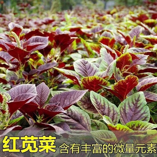 苋菜种籽大全红苋菜种子秧苗四季冬汉菜蔬菜阳台种植盆栽孔雀大叶