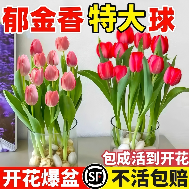 郁金香种球盆栽水培植物水仙风信子室内盆栽水养四季开花种子百合