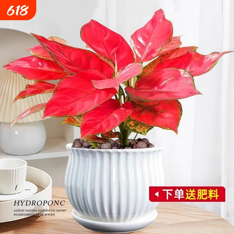 吉利红如意盆栽水培绿植物竹芋绿萝室内好养文竹红掌花卉客厅皇后