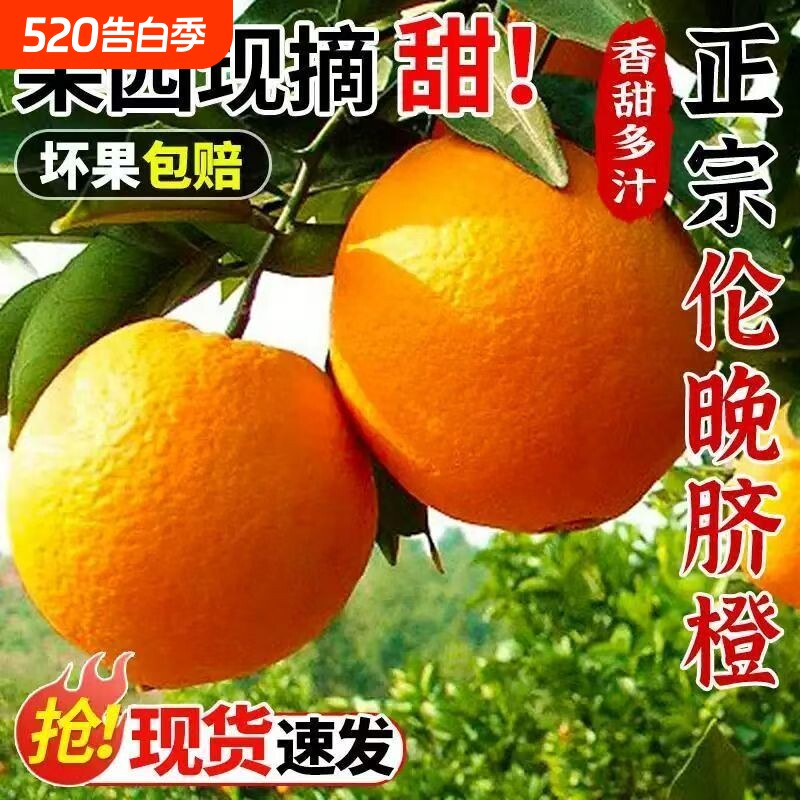 正宗伦晚脐橙秭归手剥橙子新鲜皮薄多汁现摘无籽孕妇当季水果整箱