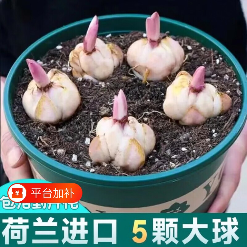 进口香水百合种球四季开花室内外阳台多头百合耐寒好养重瓣种植