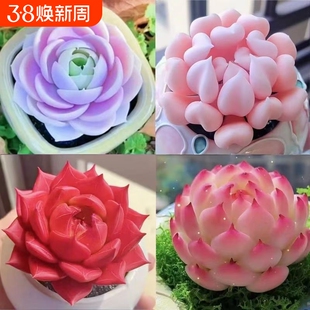 精品多肉植物盆栽组合蓝姬莲水蜜桃防辐射新手室内净化空气