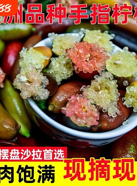 新鲜手指柠檬稀有澳洲品种拇指橙水果鱼子酱西餐食材摆盘顺丰可选