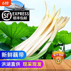 【顺丰包邮】洪湖藕带藕尖藕肠子当季时令蔬菜藕带新鲜洪湖莲藕带