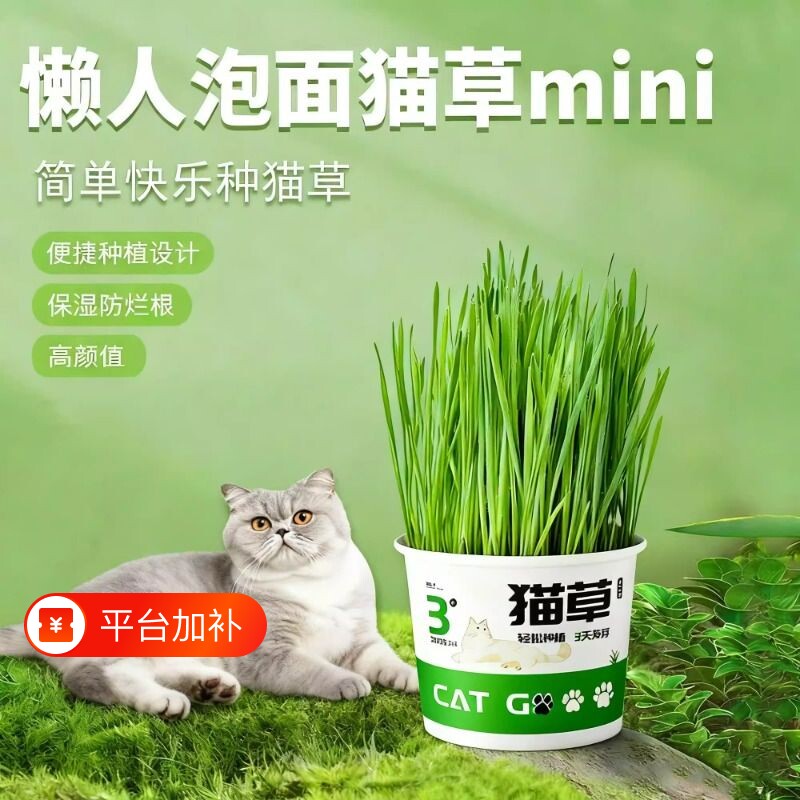 懒人泡面猫草盆栽猫草种子无土水培天然种植化毛磨牙洁齿猫咪零食