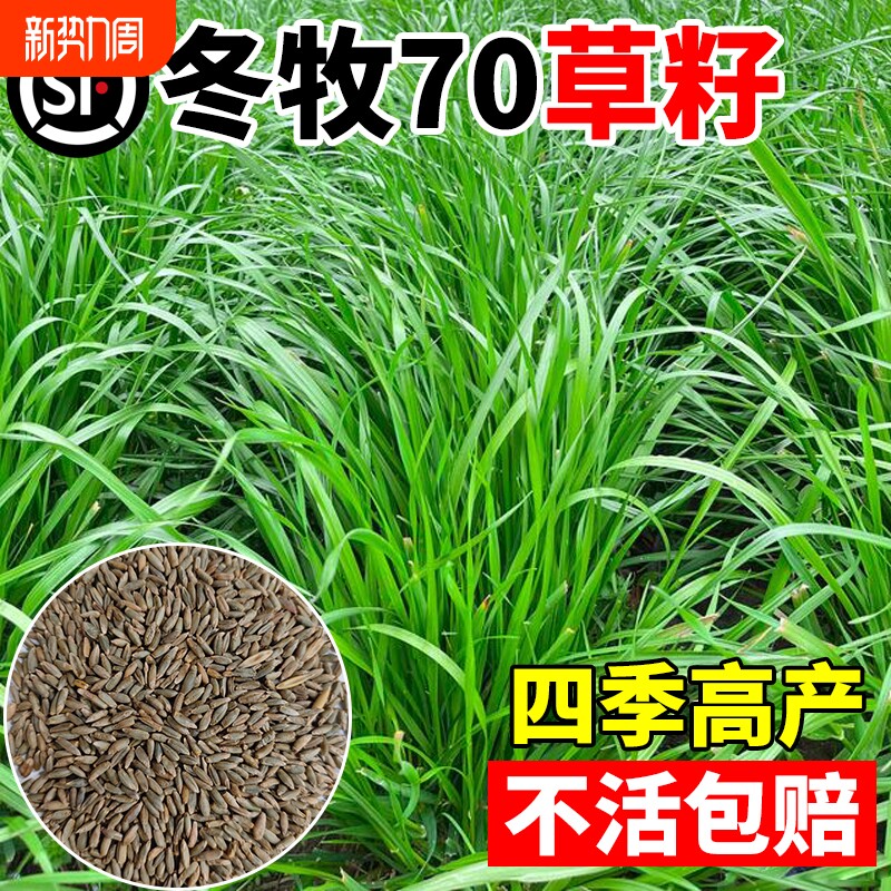 冬牧70黑麦草种籽种四季常青多年生牧草耐寒旱草籽禽畜养殖草种子