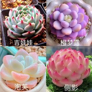 贵货橙梦露锦多肉组合盆栽好养活阳台品种玉露桃蛋肉肉水晶仙子