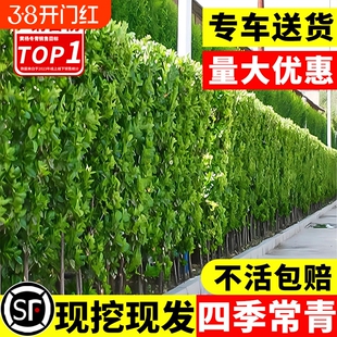 北海道黄杨绿篱冬青篱笆墙树苗围墙四季常青法国丛生大叶绿化