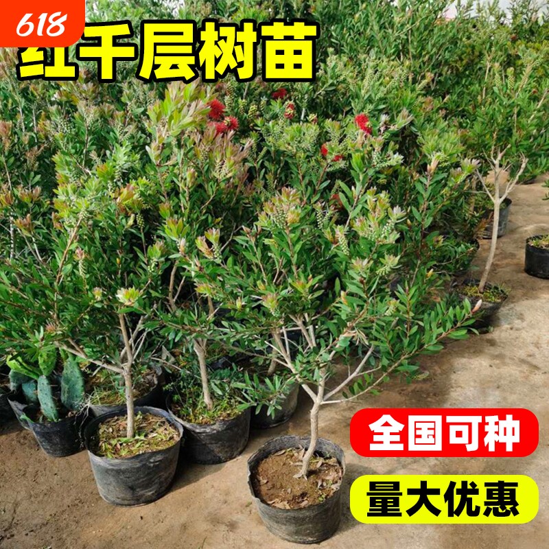 红千层树苗带花苞垂枝红千层串钱柳瓶刷子树金宝树四季常青好养活