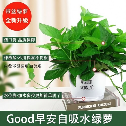 绿萝盆栽净化空气|超2000次加购