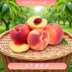 正宗肥城桃新鲜现摘大红袍玉妃莱山蜜桃大果整箱包邮正宗鲜果桃子