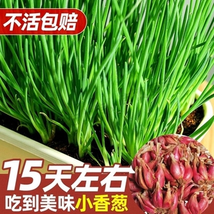 四季 小香葱葱种子种头多年生小葱葱头红葱头蔬菜种植四川葱苗火葱