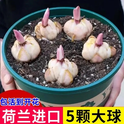 进口香水百合种球四季开花室内外阳台多头百合耐寒好养重瓣种植