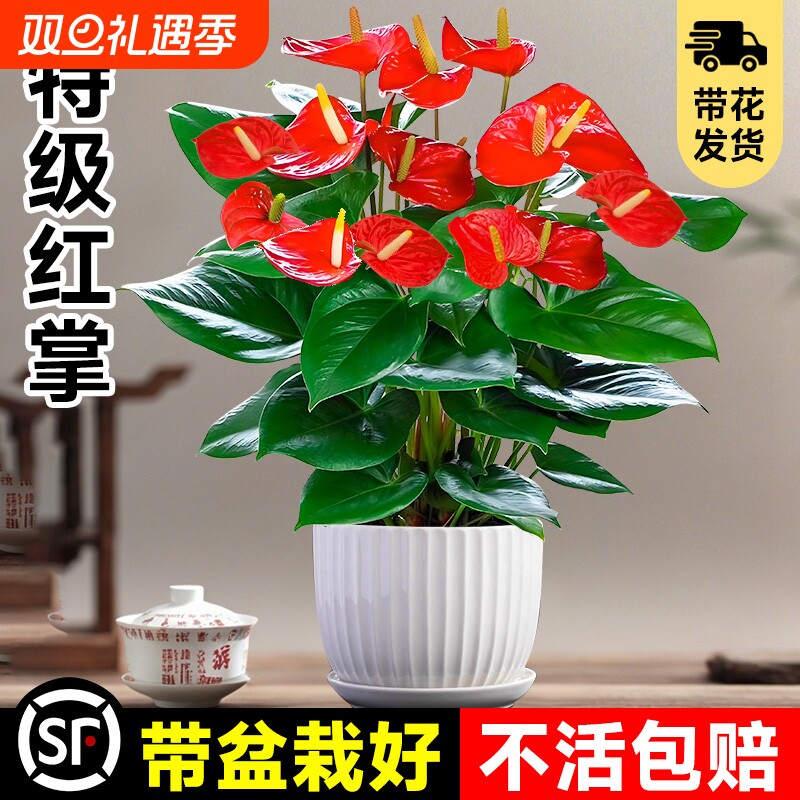 大盆花卉绿植特级红掌盆栽室内植物鸿运当头四季开花好养中式盆景