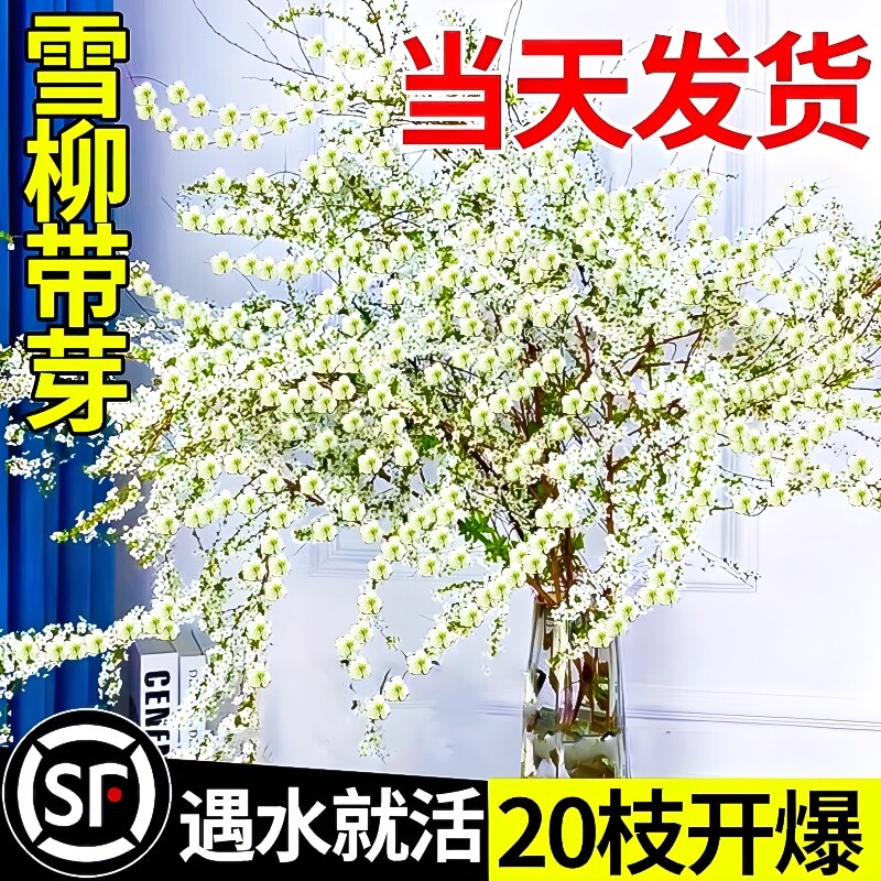 雪柳鲜枝带花苞干枝支水养插花水培绿植物鲜花卉室内盆栽龙柳好活