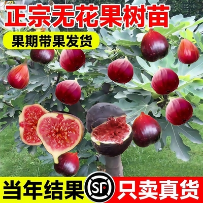 无花果树果苗带果盆栽树苗特大果四季格莱斯果树耐寒种植庭院青皮
