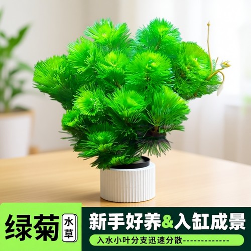 绿菊活水草净水套餐|千人加购