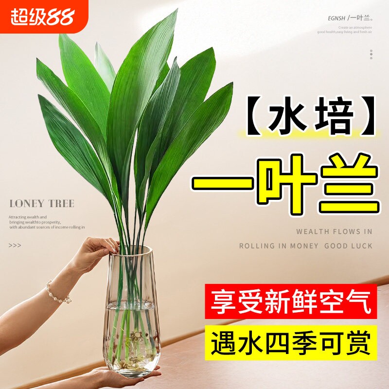 一叶兰水培植物盆栽水养绿植四季常青室内办公室桌面大叶净化空气图片