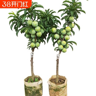 蜂糖正宗李子树苗三华贵州六马果树果苗阳台盆栽南方北方种植结果