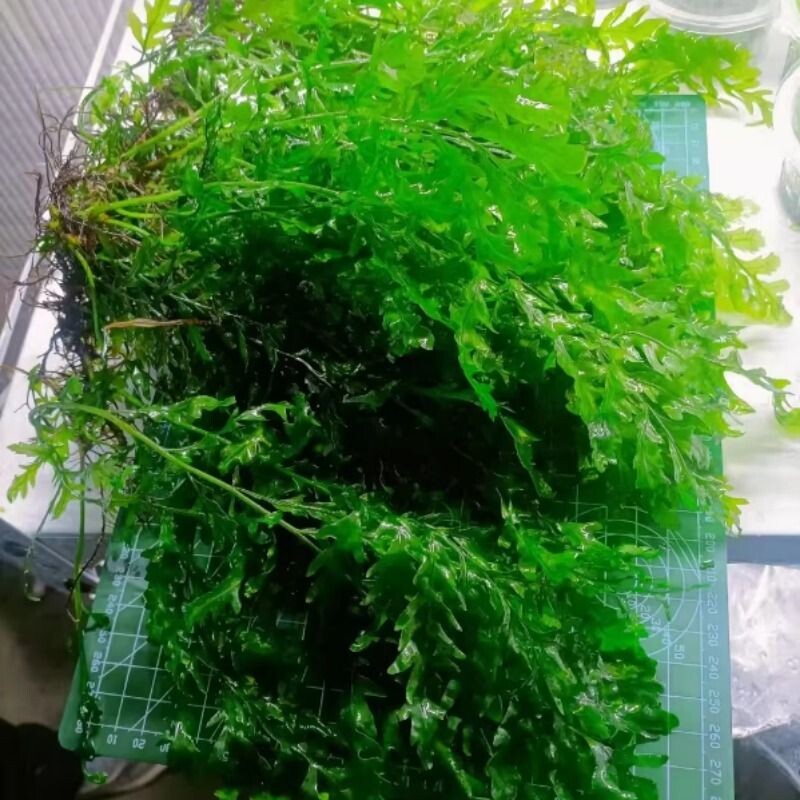 黑木蕨矮种黑木蕨水草阴性新手懒人水下叶鱼缸草缸好养无二氧化碳