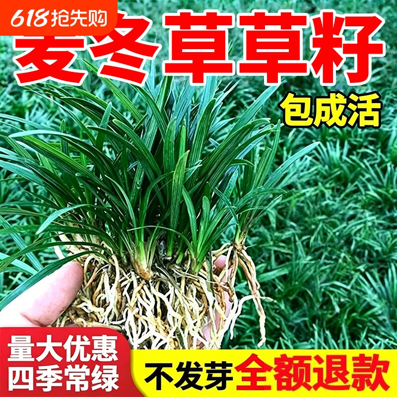 麦冬草草籽日本矮麦冬草玉龙草细长叶庭院绿化四季青耐寒草皮种子