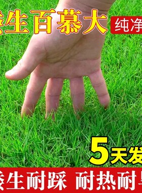 百慕大草坪草籽四季常青耐寒