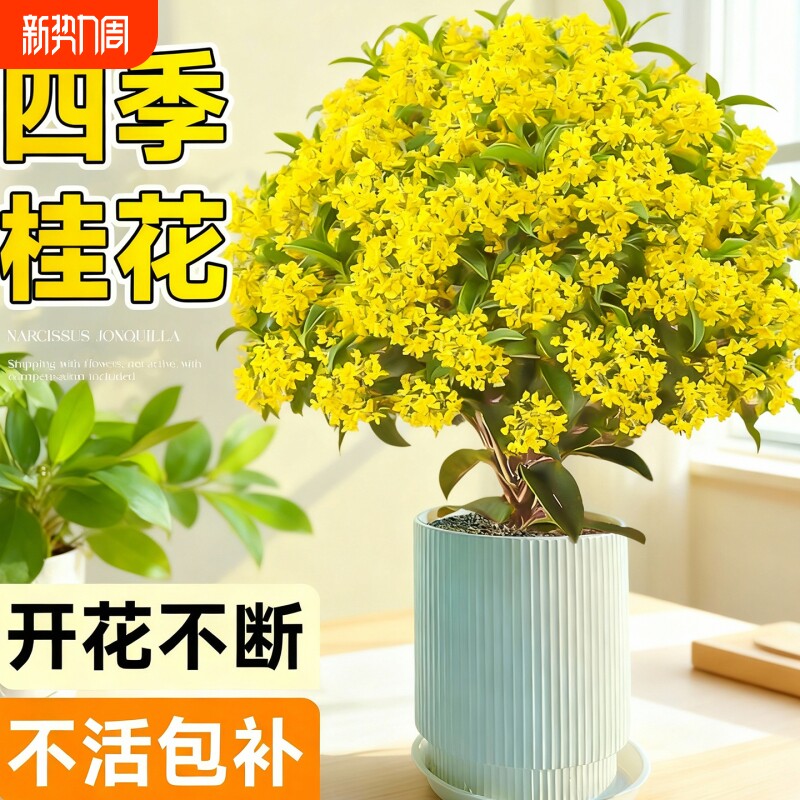 四季桂花盆栽树苗丹金桂带花苞室内阳台庭院好养花卉绿植物开花