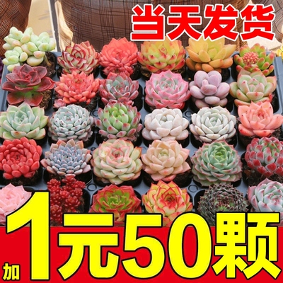 多肉，我们不靠宣传，只靠价格