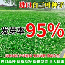 进口三叶草种子红三叶白三叶种籽幸运草四季常青耐寒绿化草坪草籽