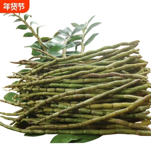 五年正宗云南铁皮枫斗石斛鲜条滋补榨汁煲汤泡酒新鲜胶质现摘现发