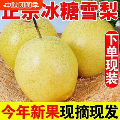 正宗山西特产雪花梨9斤整箱新鲜水果水晶梨冰糖雪梨产地直发现摘