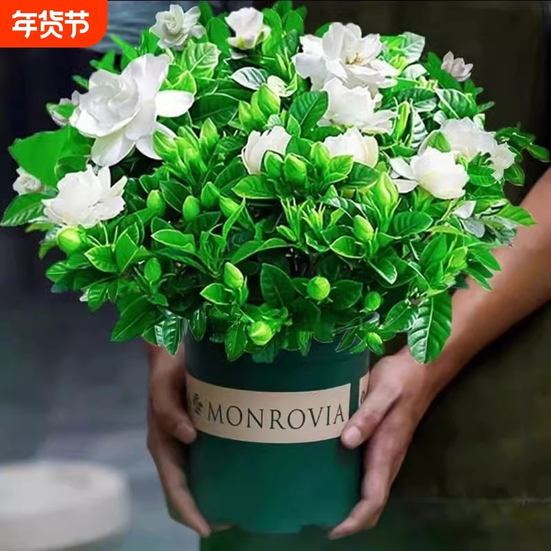 栀子花盆栽老桩茉莉花卉水培绿植物室内四季好养九里香树苗客厅,鲜花速递/花卉仿真/绿植园艺,时令草本花卉,淘宝优惠券,粉丝福利购,淘宝优惠卷